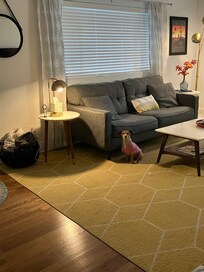 Our dog Sassie right at home!