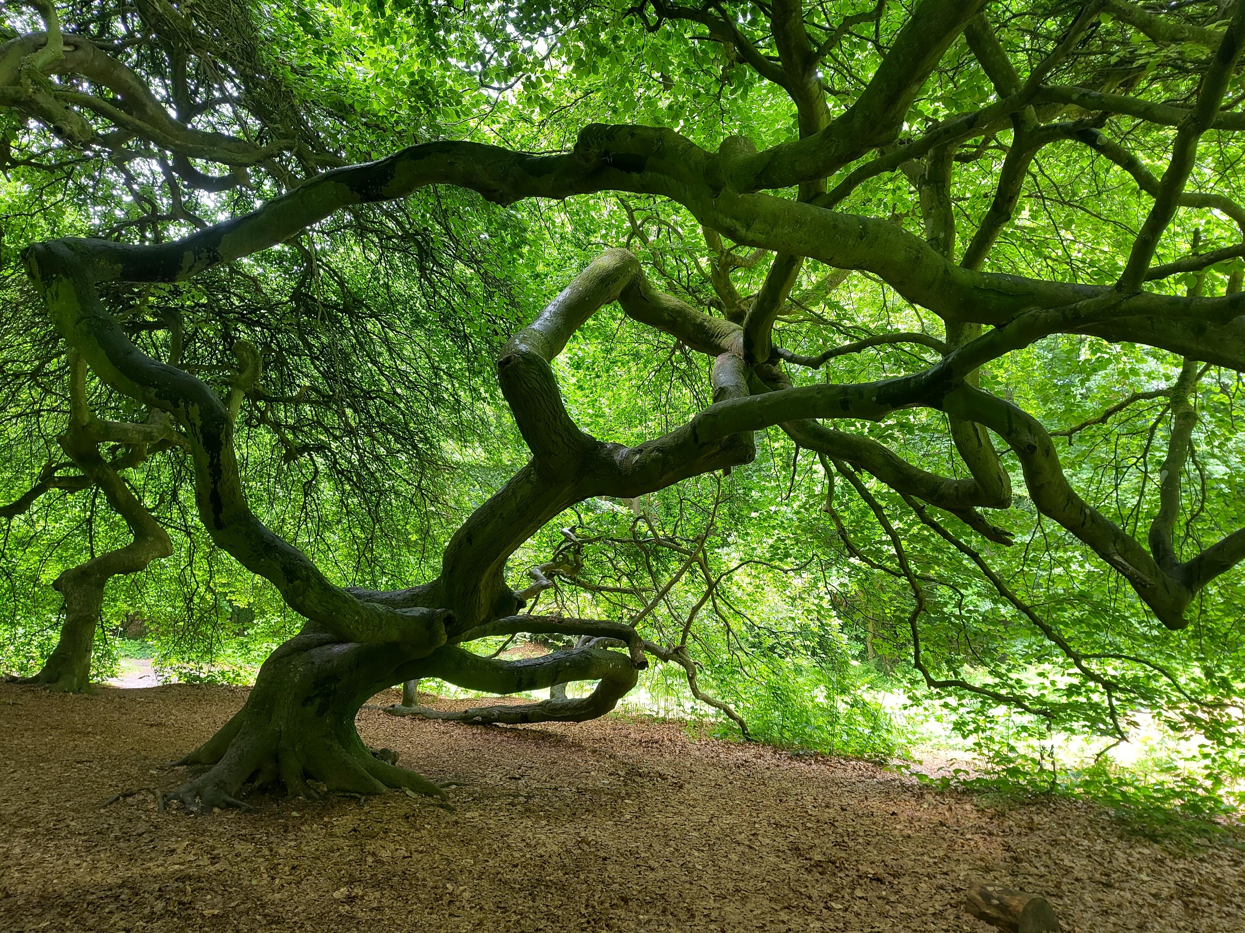 Krüppelbuchen bei Lietzow