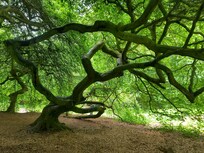 KrĂŒppelbuchen bei Lietzow