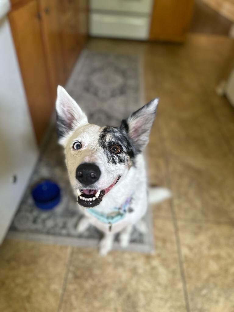 My dog enjoying her stay at the Vintage Shotgun Home 