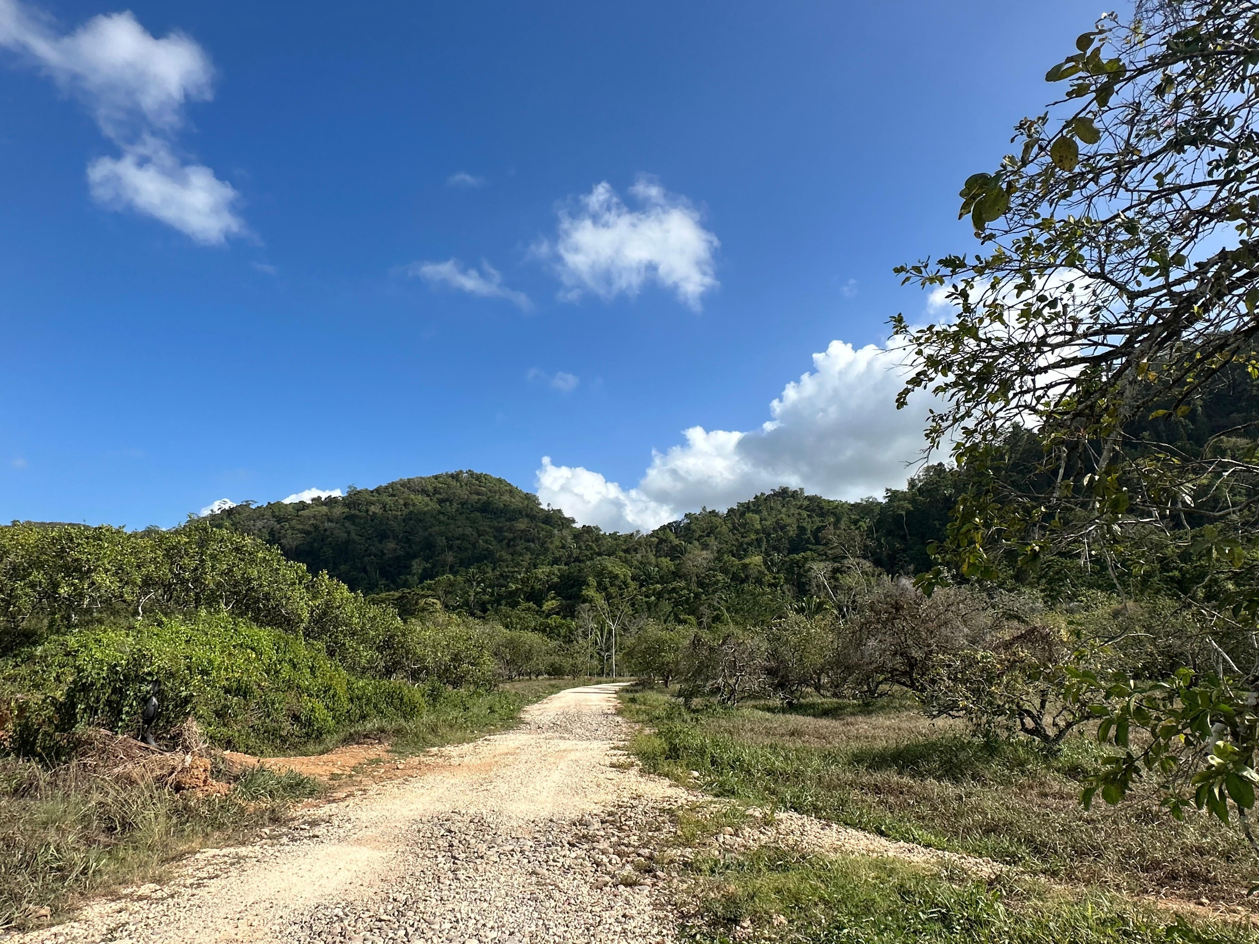 Walking path to the suspension bridges