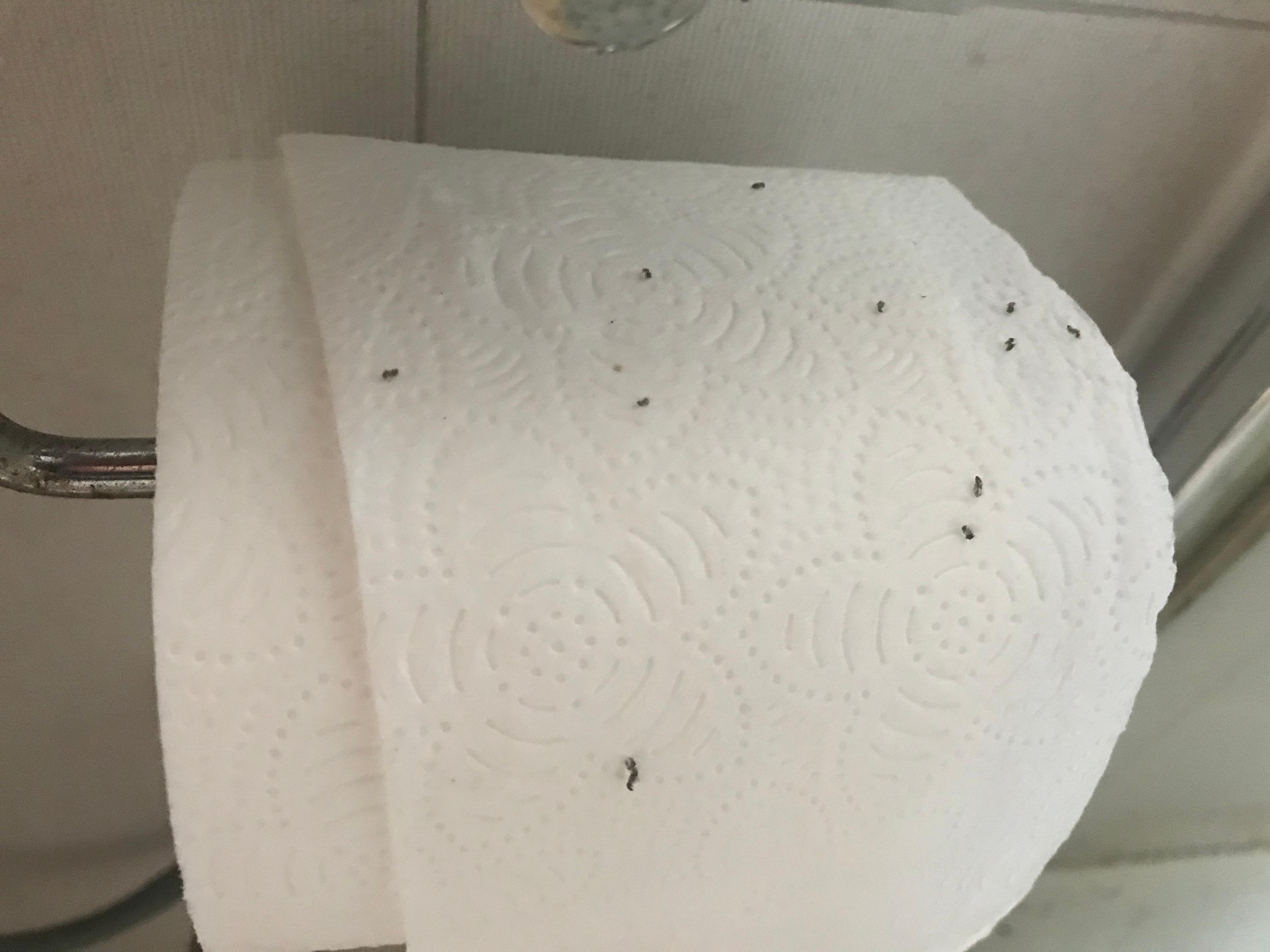 Dead Ants on the toilet paper 