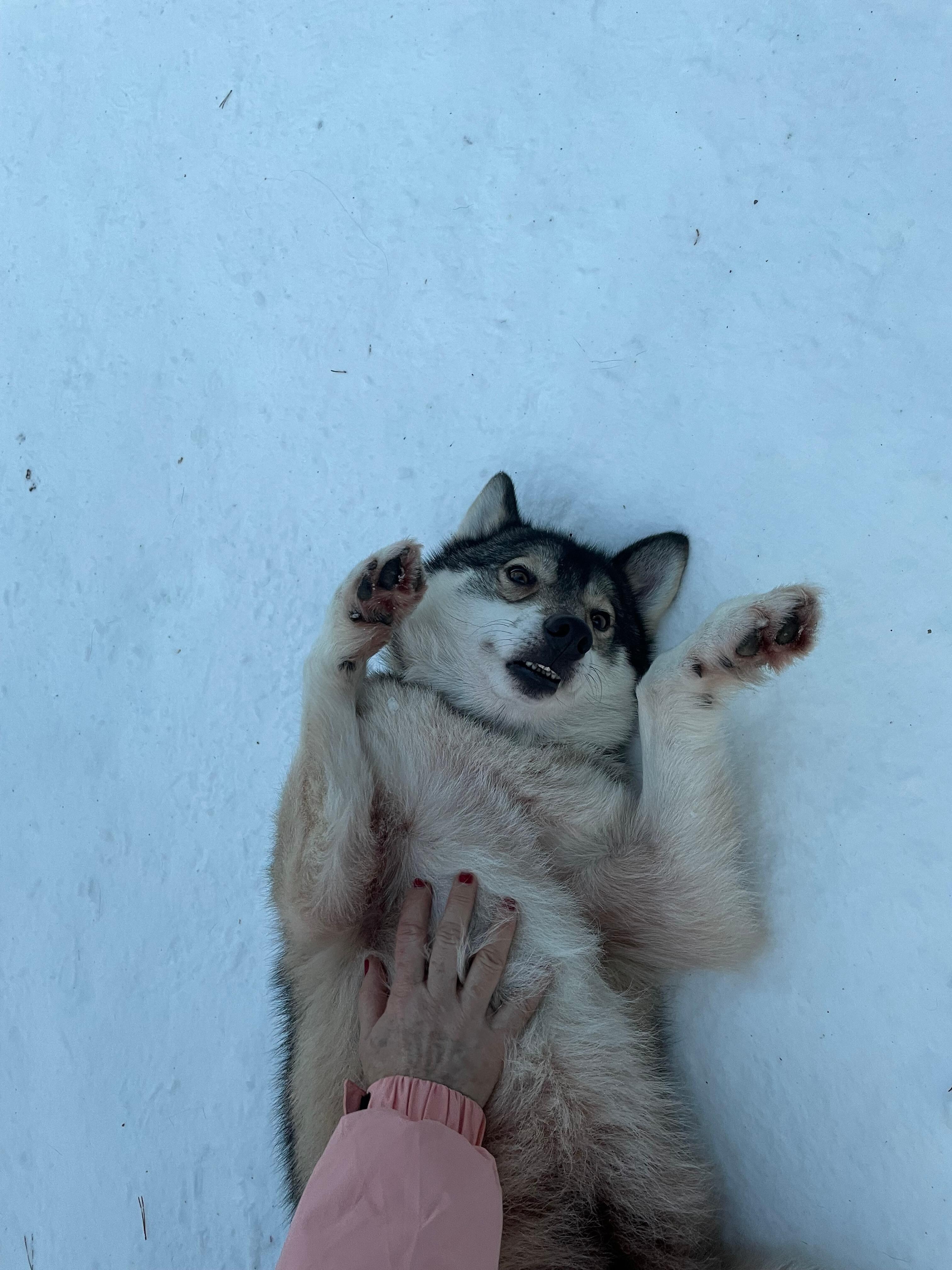 Brincando com os huskies