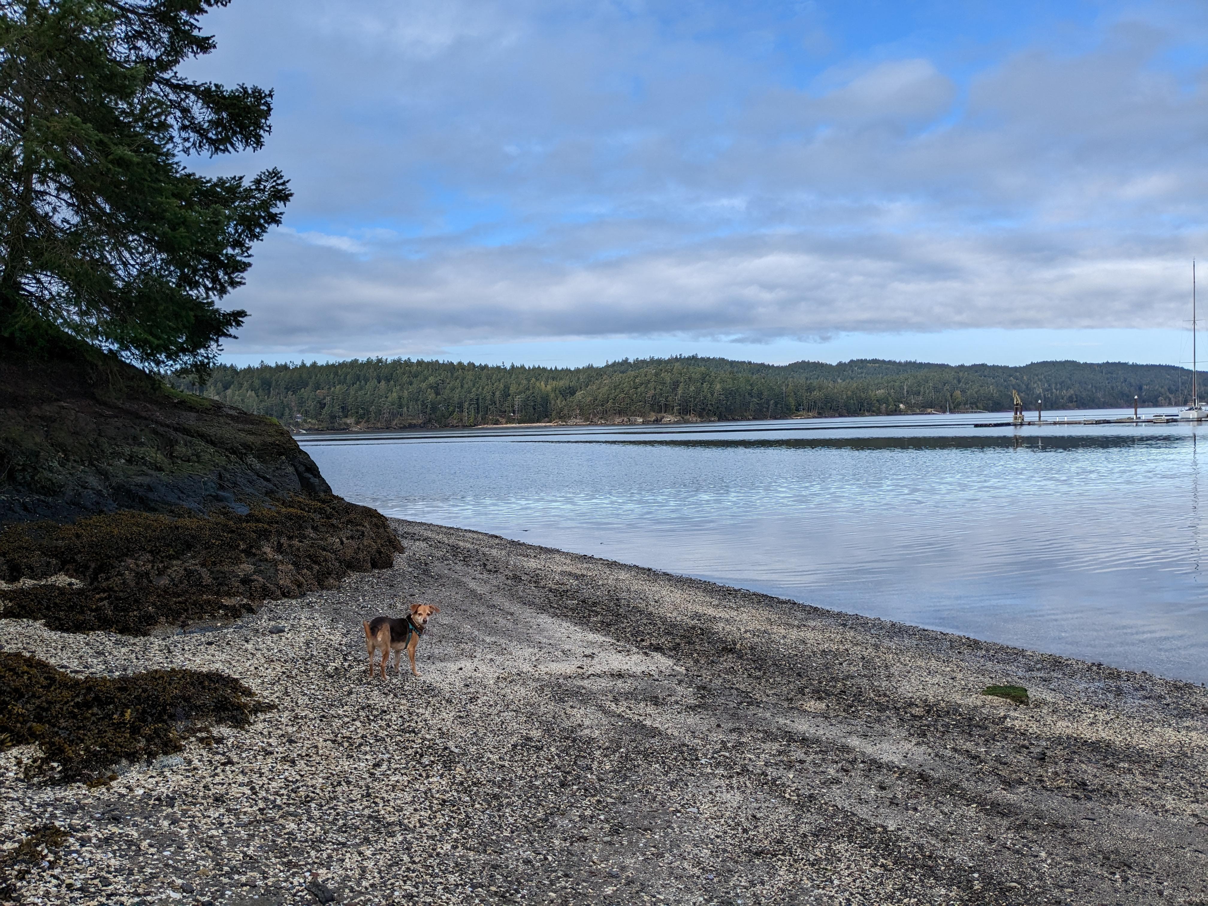 Low tides in the morning makes a good walk with our dog