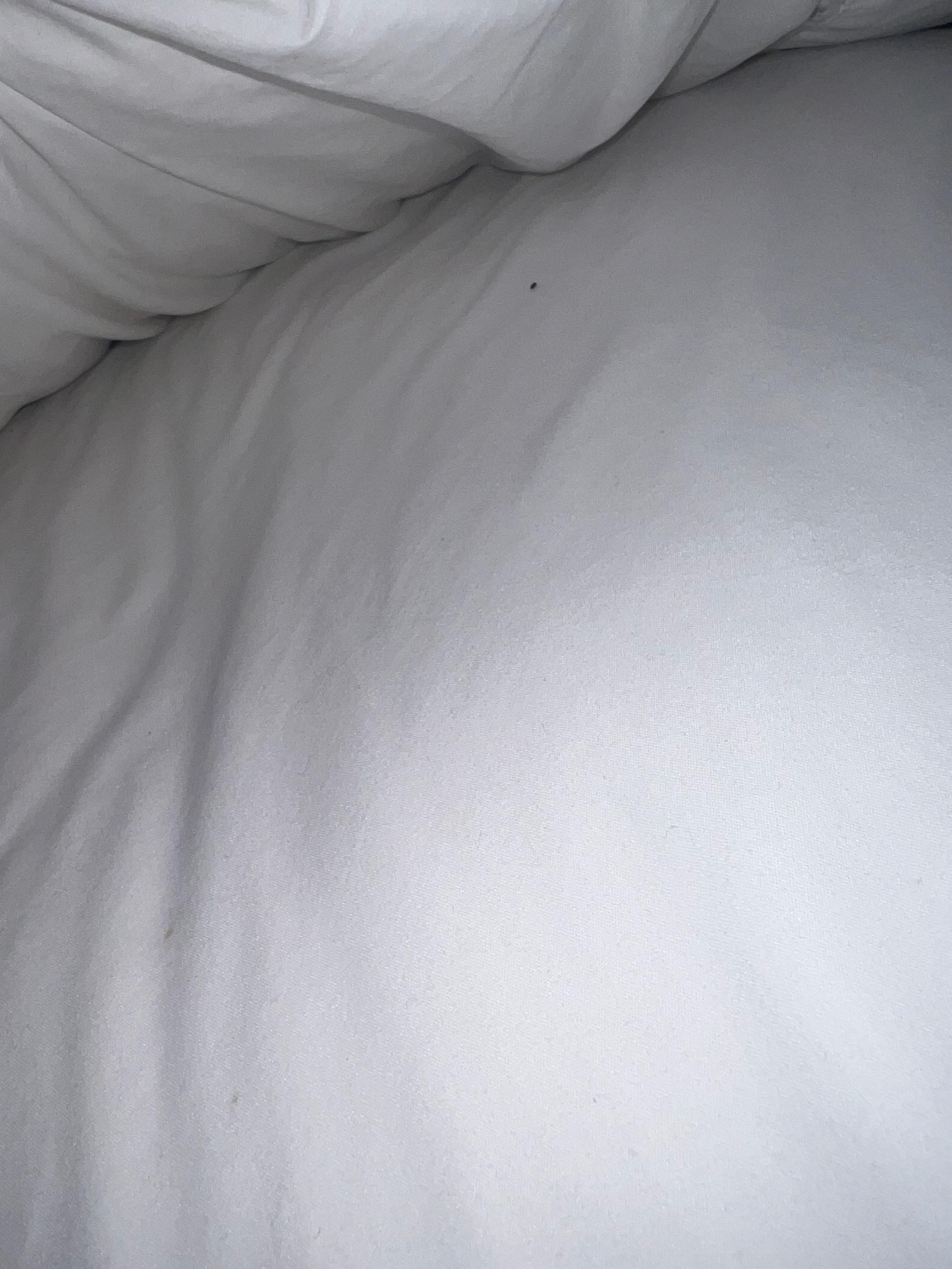 Bed bug(s)