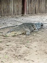 Activity - Zulu Croc