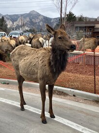 A whole herd just walked through the middle of town, pretty cool.