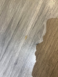 地板上有飯粒(或是鼻屎)