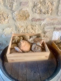 Oyster shells collected from the soil