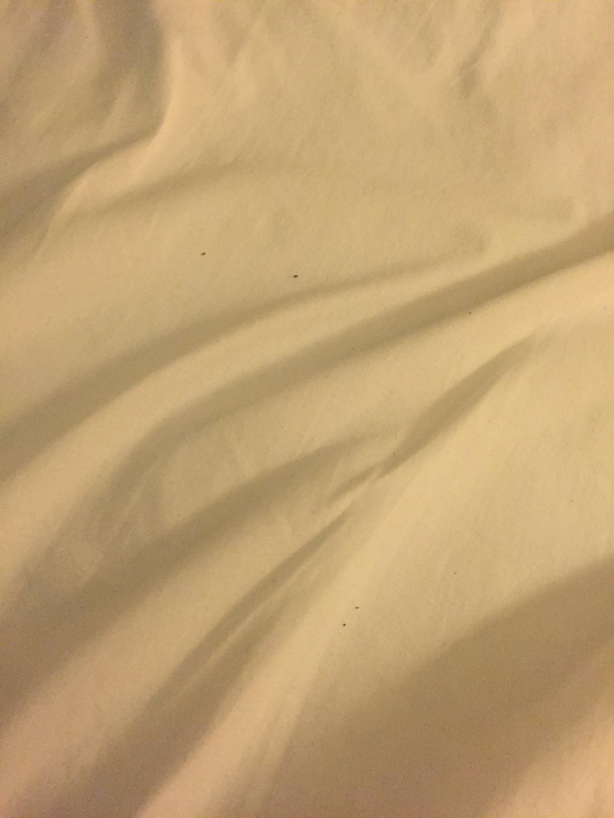 Bedbugs