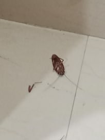 Had to kill this guy upon arrival