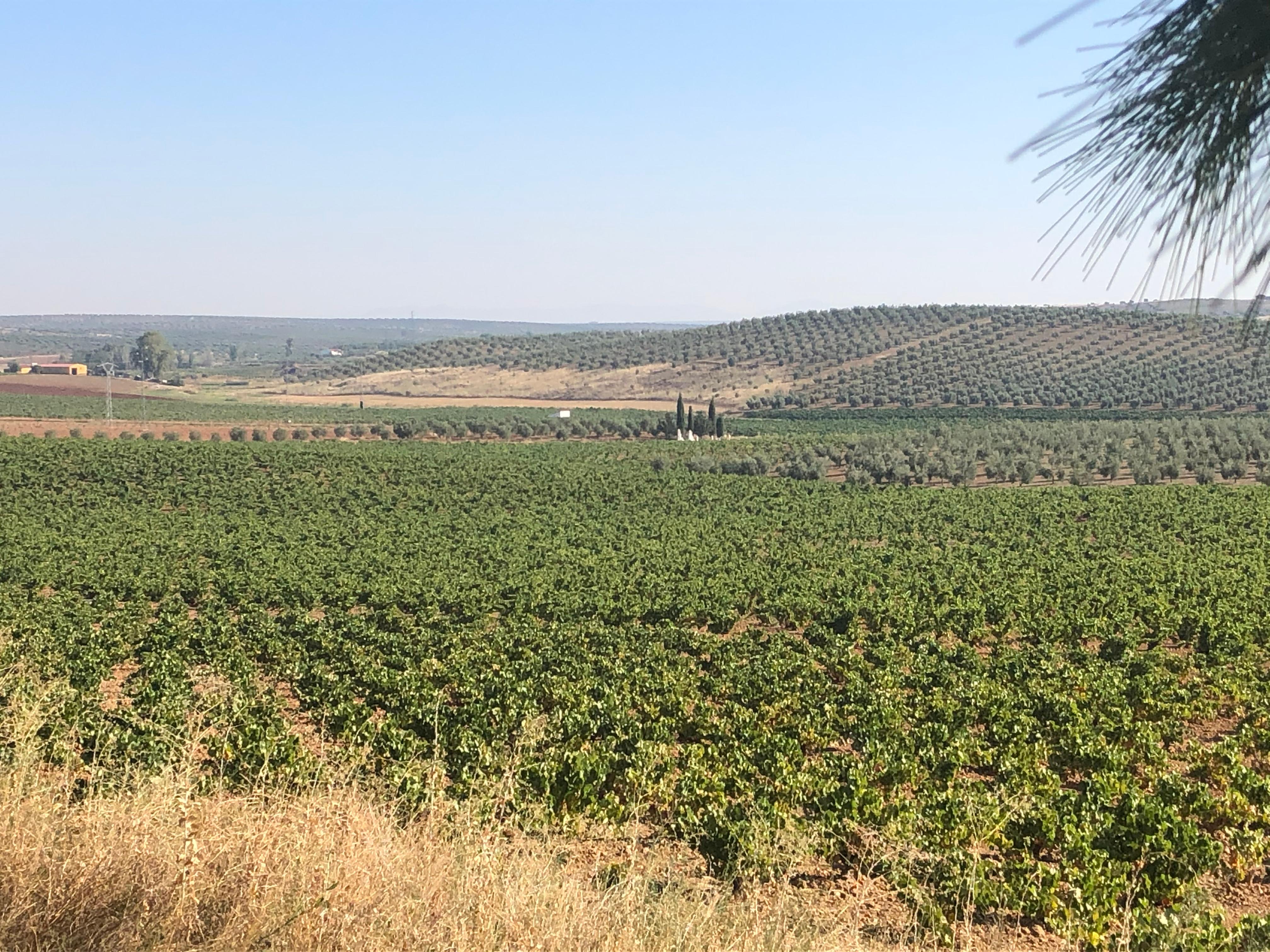 Les vignes et au loin les oliviers