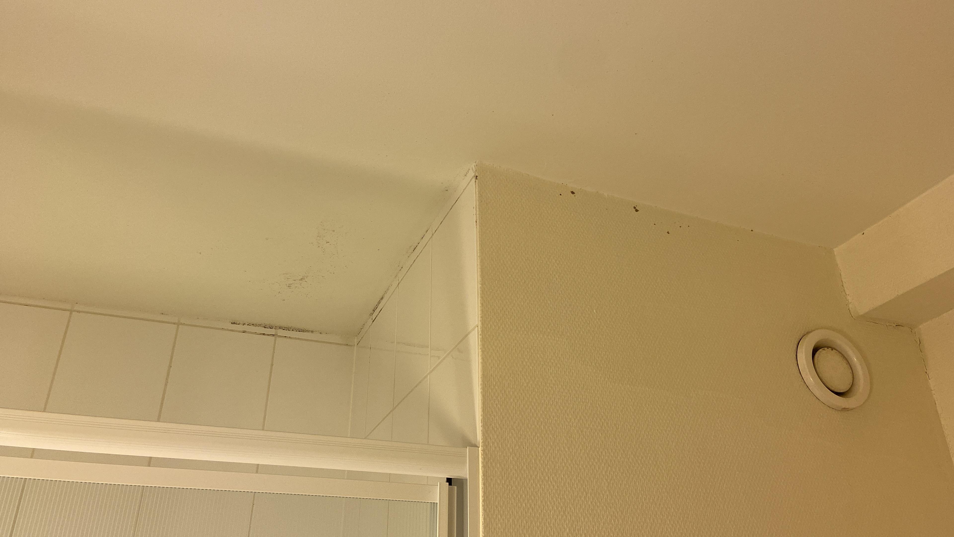 Mould on ceiling and walls