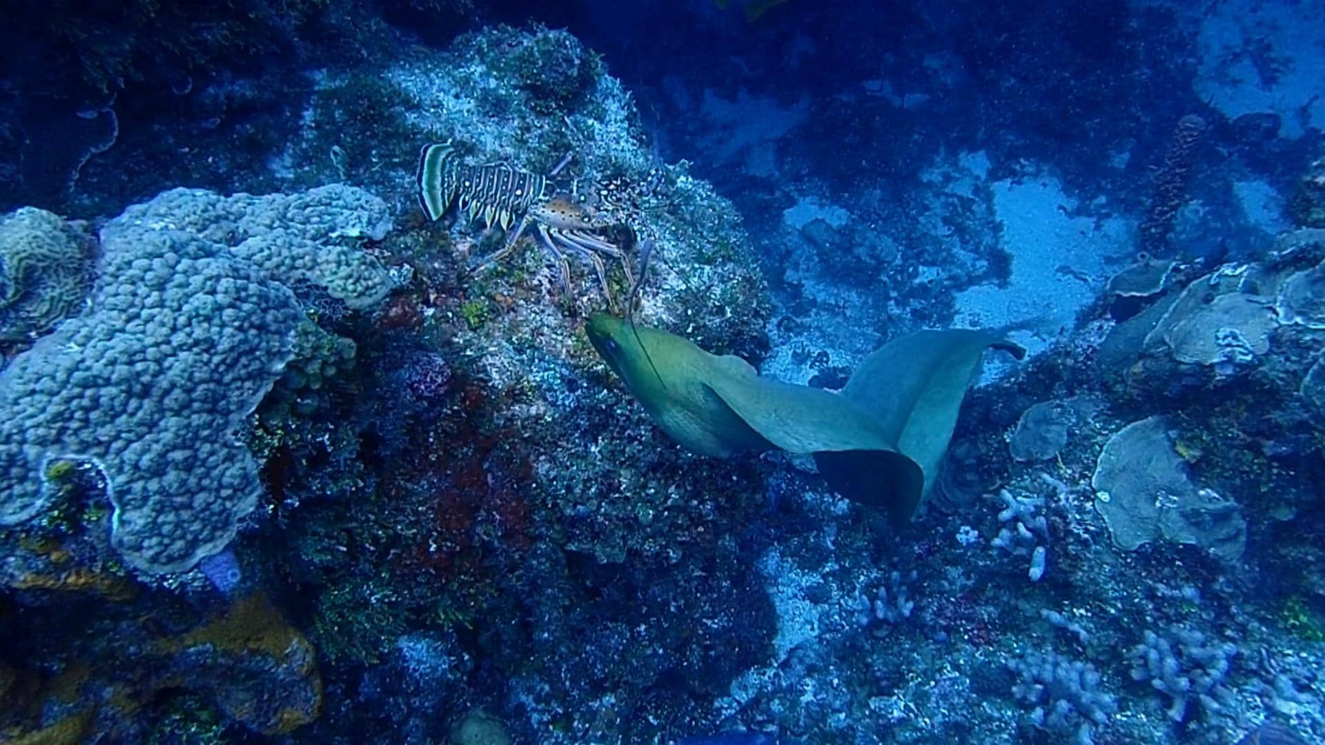 Moray eel fights with a lobster!