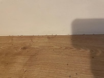 Ants are running on the table