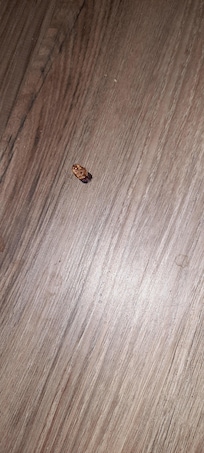Roach on dirty floor