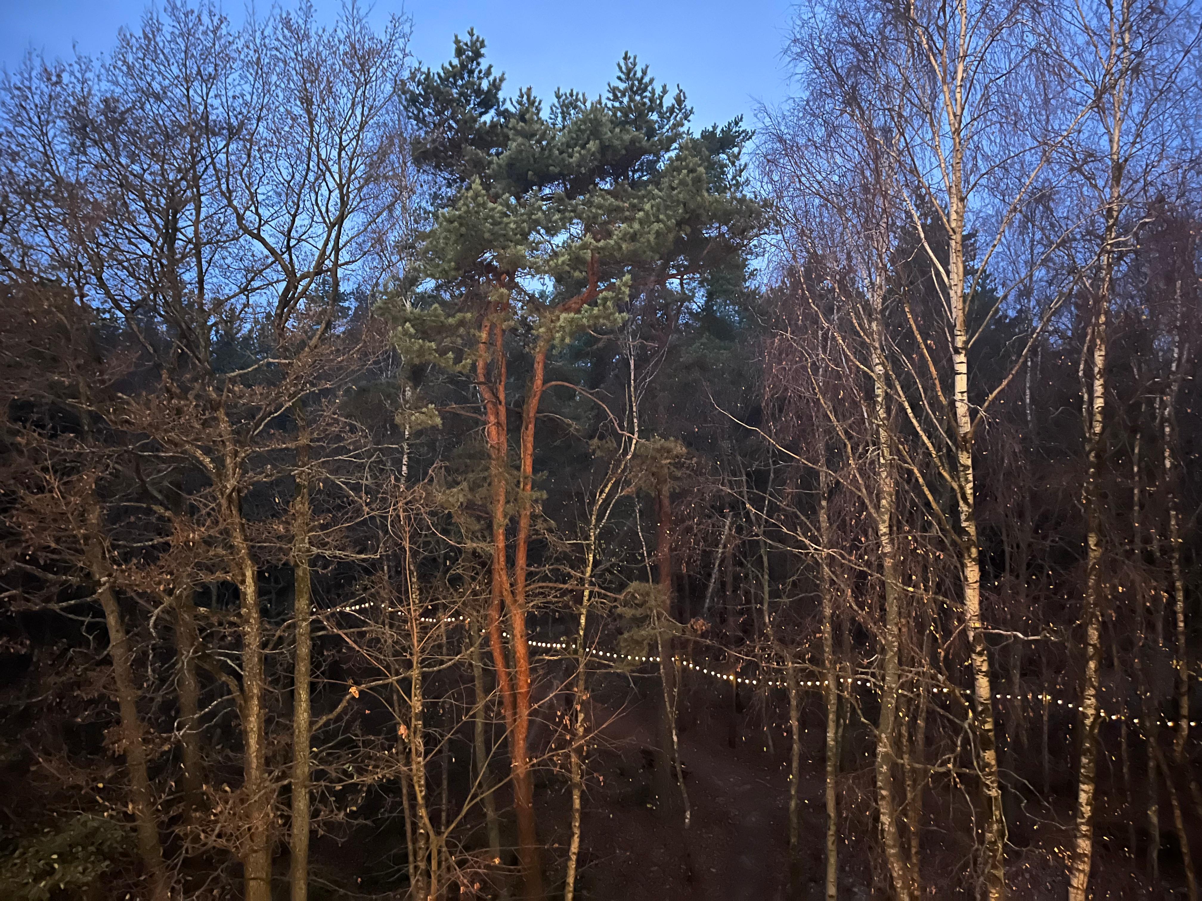 View from the balcony to the beautiful pine forest and the Baltic Sea is just some minute walk through this forest 