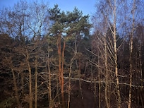 View from the balcony to the beautiful pine forest and the Baltic Sea is just some minute walk through this forest