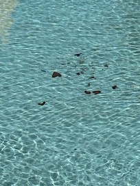 Pool not cleaned adequately