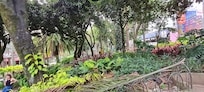 Muy agradable clima y vegetación abundante cerca del hotel