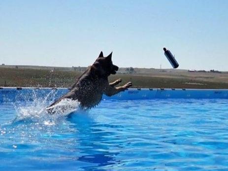 Dock Diving Practice @ Jump The Summit Dog Sports Hudson, CO