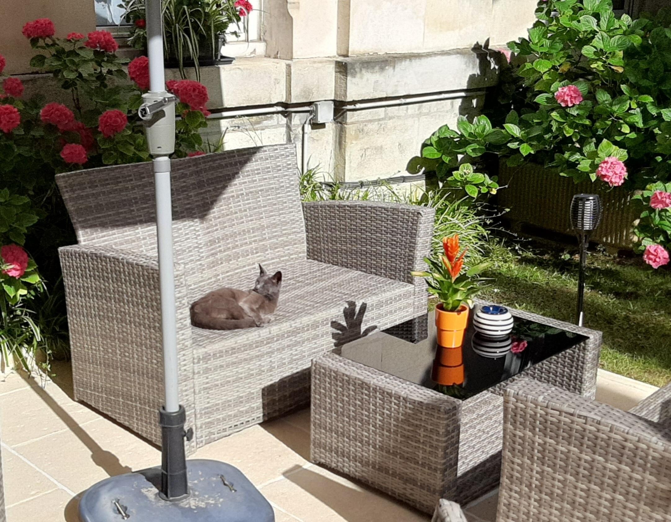 Marley relaxing on the sofa in the garden