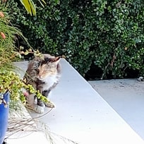 Le chat bien éduqué