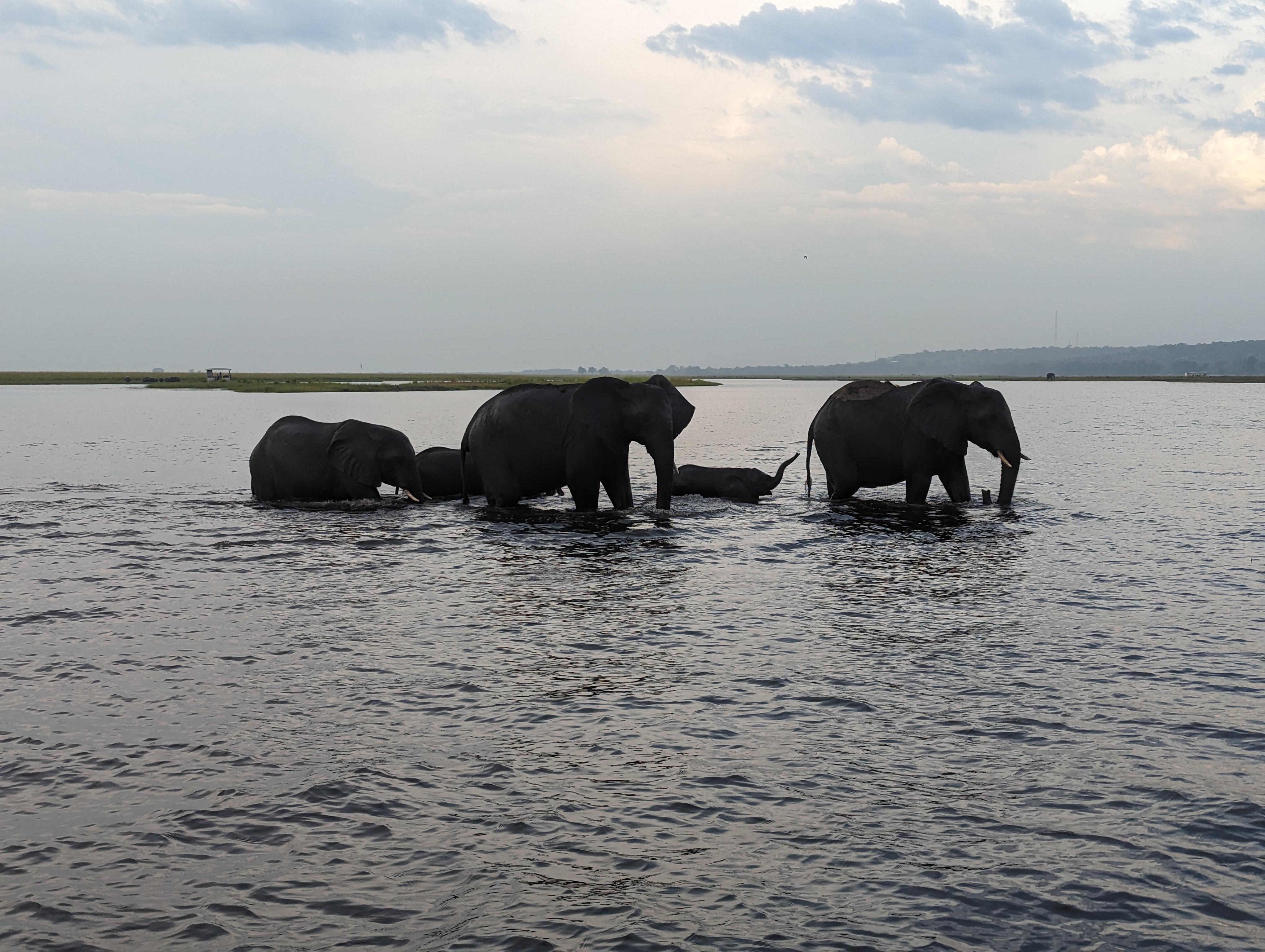 On boat safari 