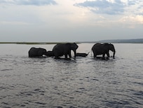 On boat safari