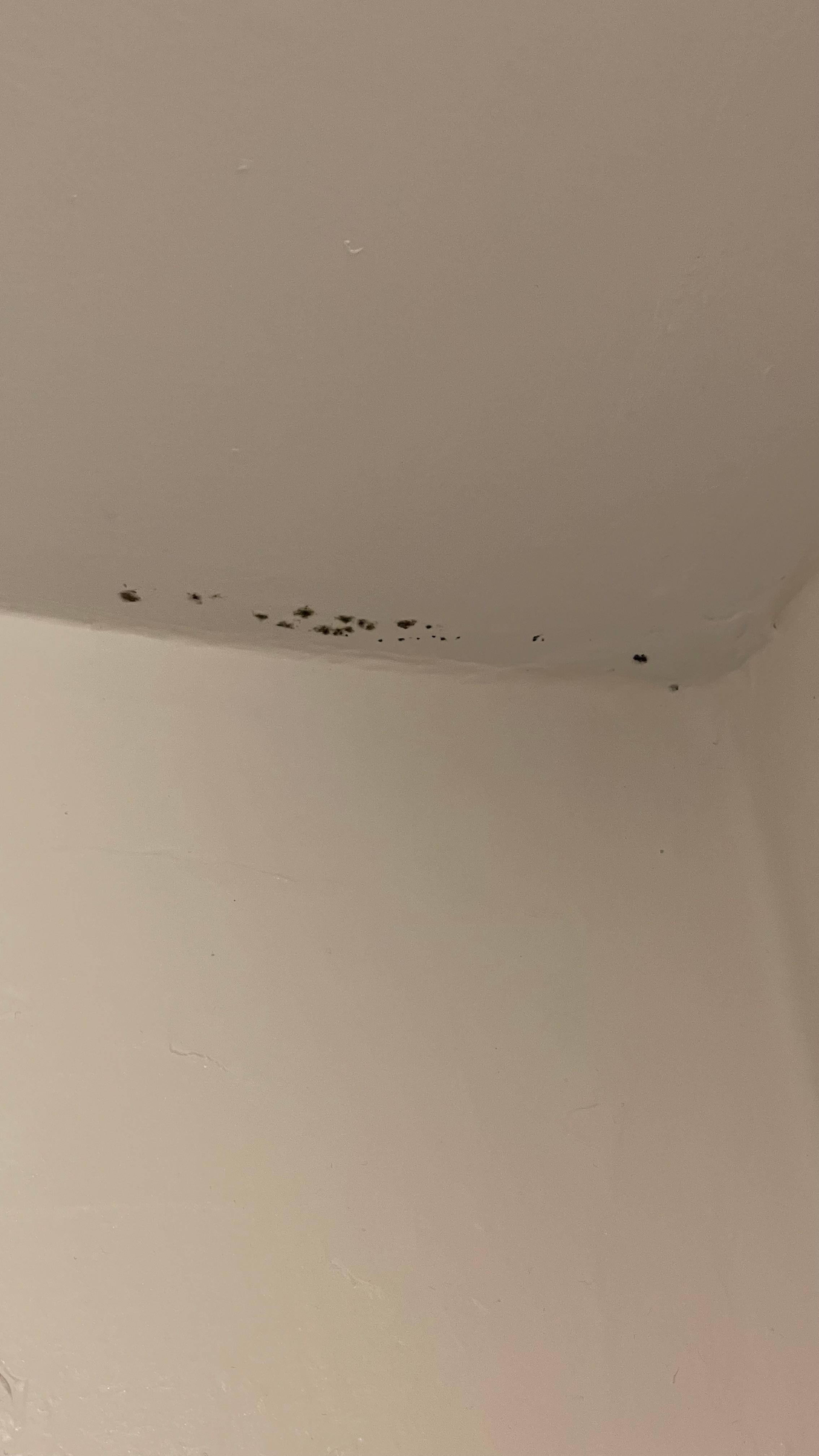 Mold in the ceilings 