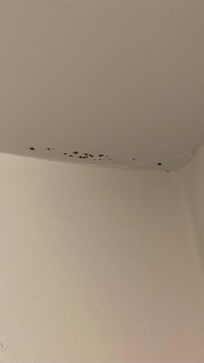 Mold in the ceilings
