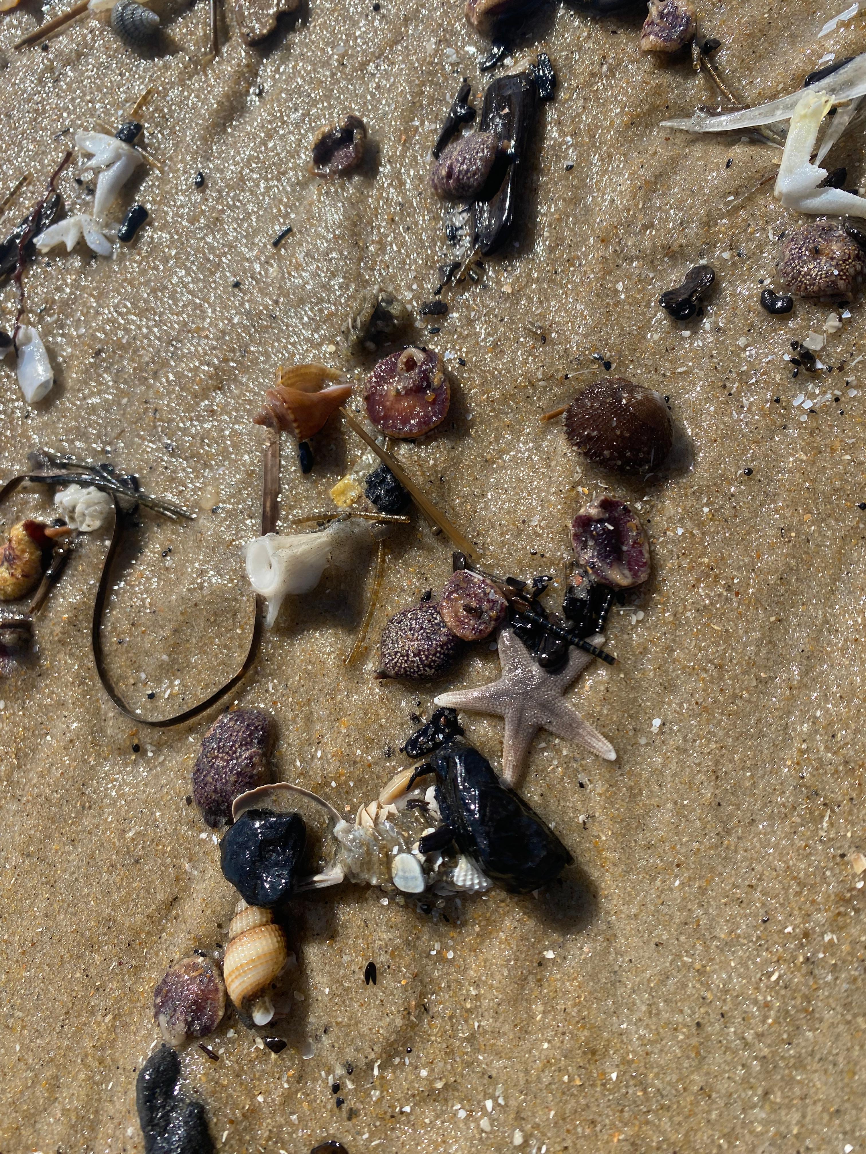 Shells  right past the dunes! 