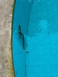 Câble de la lumière arraché, immergé dans l’eau