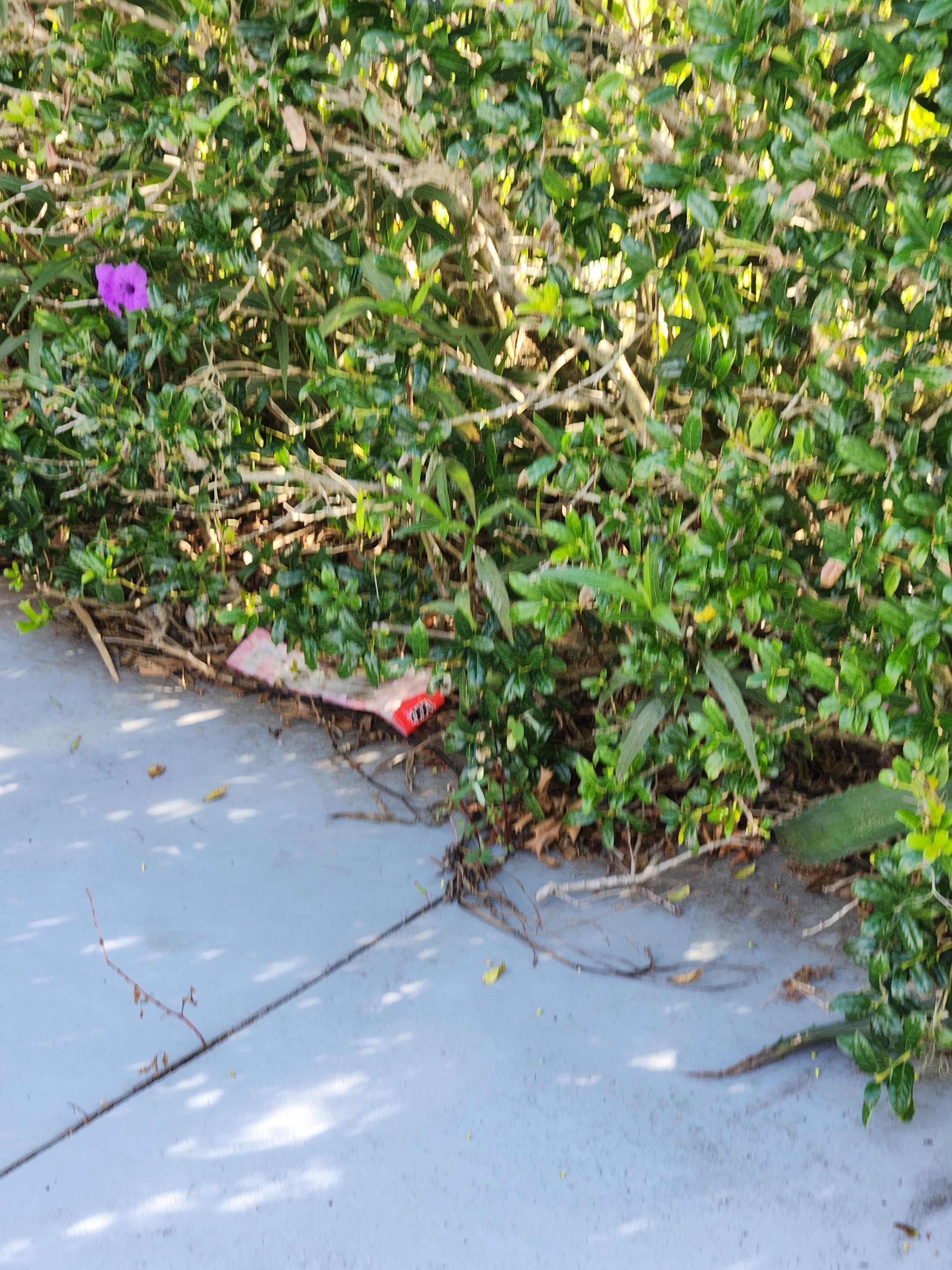 Trash in flower bed and overgrown 