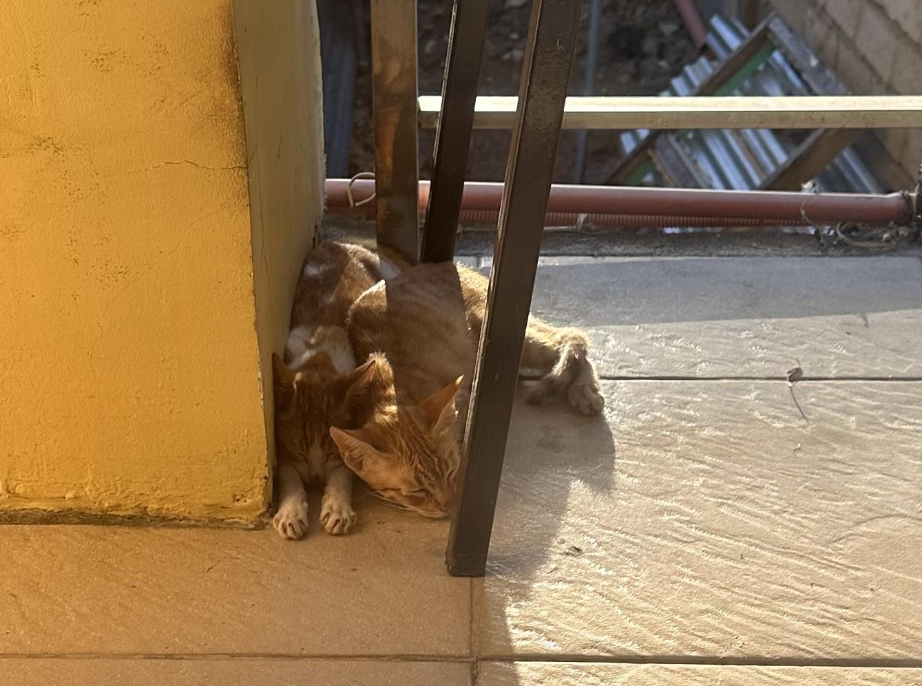 Cats sunning themselves on balcony