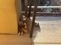 Cats sunning themselves on balcony