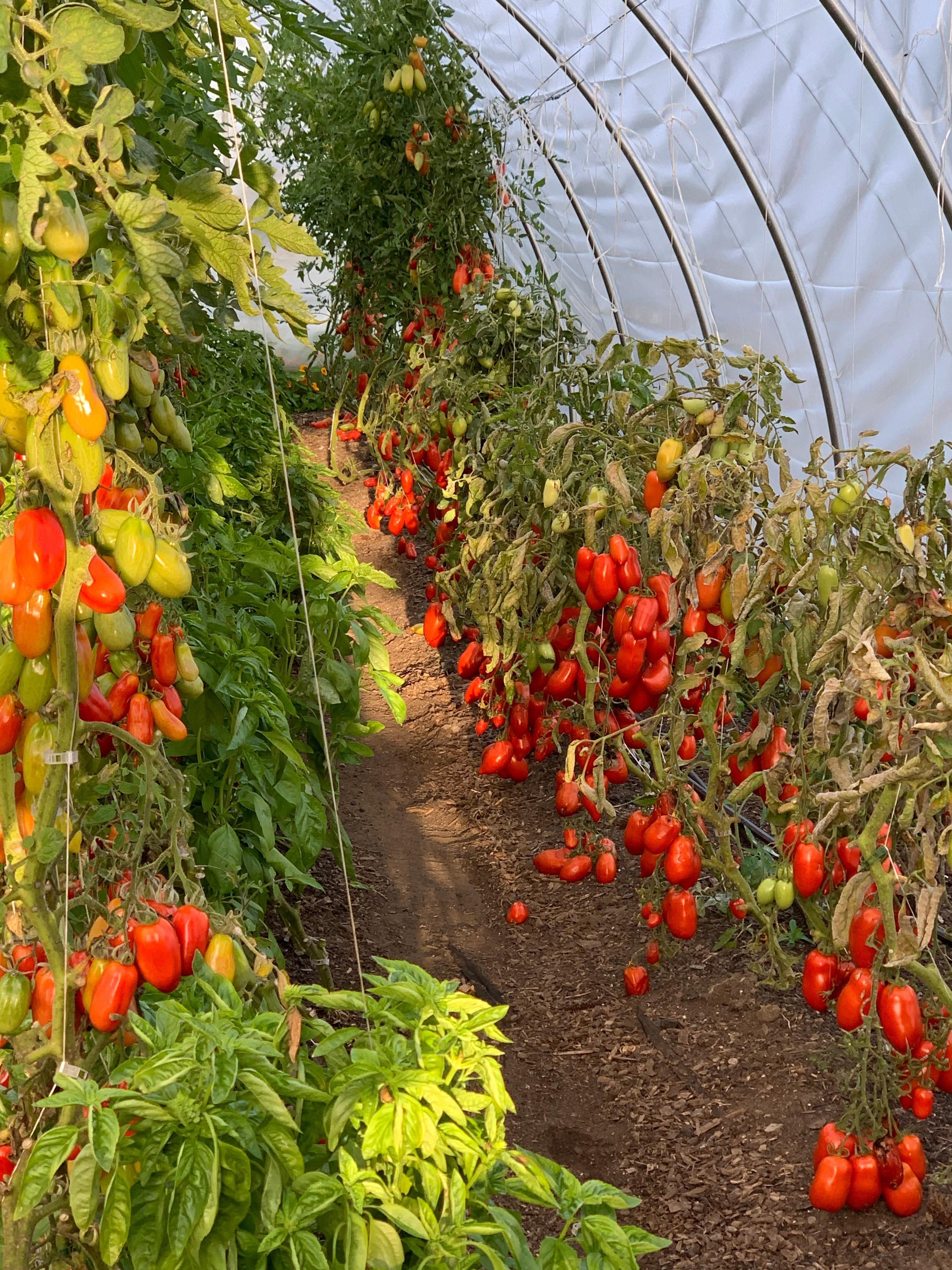 Peppers on the farm