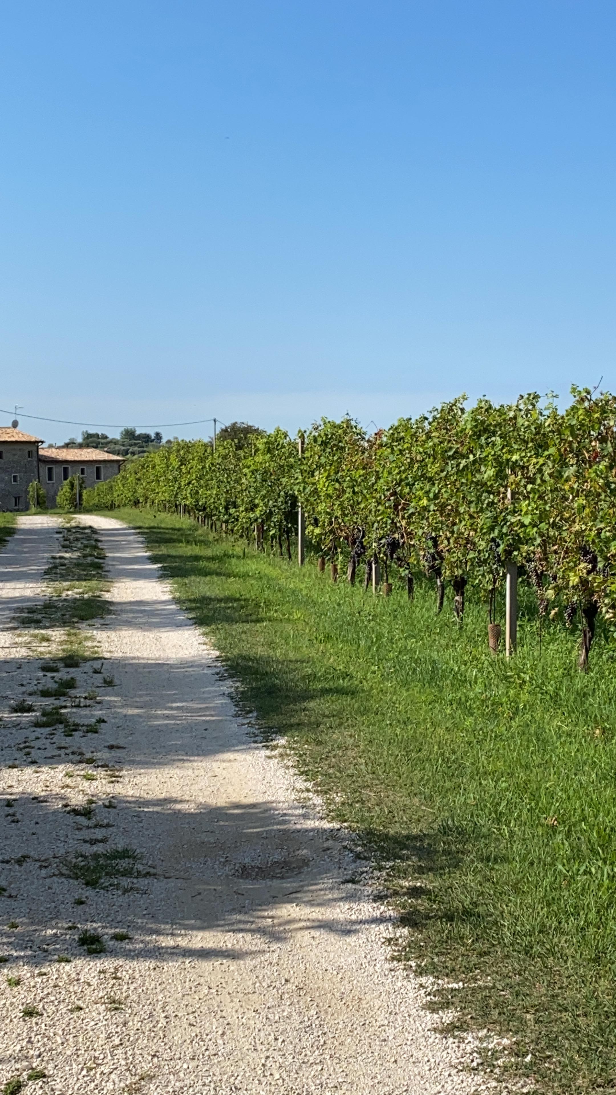 Zwischen Weinberge und Olivenbäumen herrlich