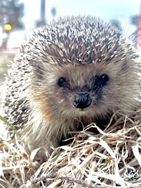 Møtte denne lille trivelige karen, på kveldstur i området.
