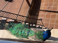 El pavo real Manuela, que acompaña durante los desayunos en la terraza