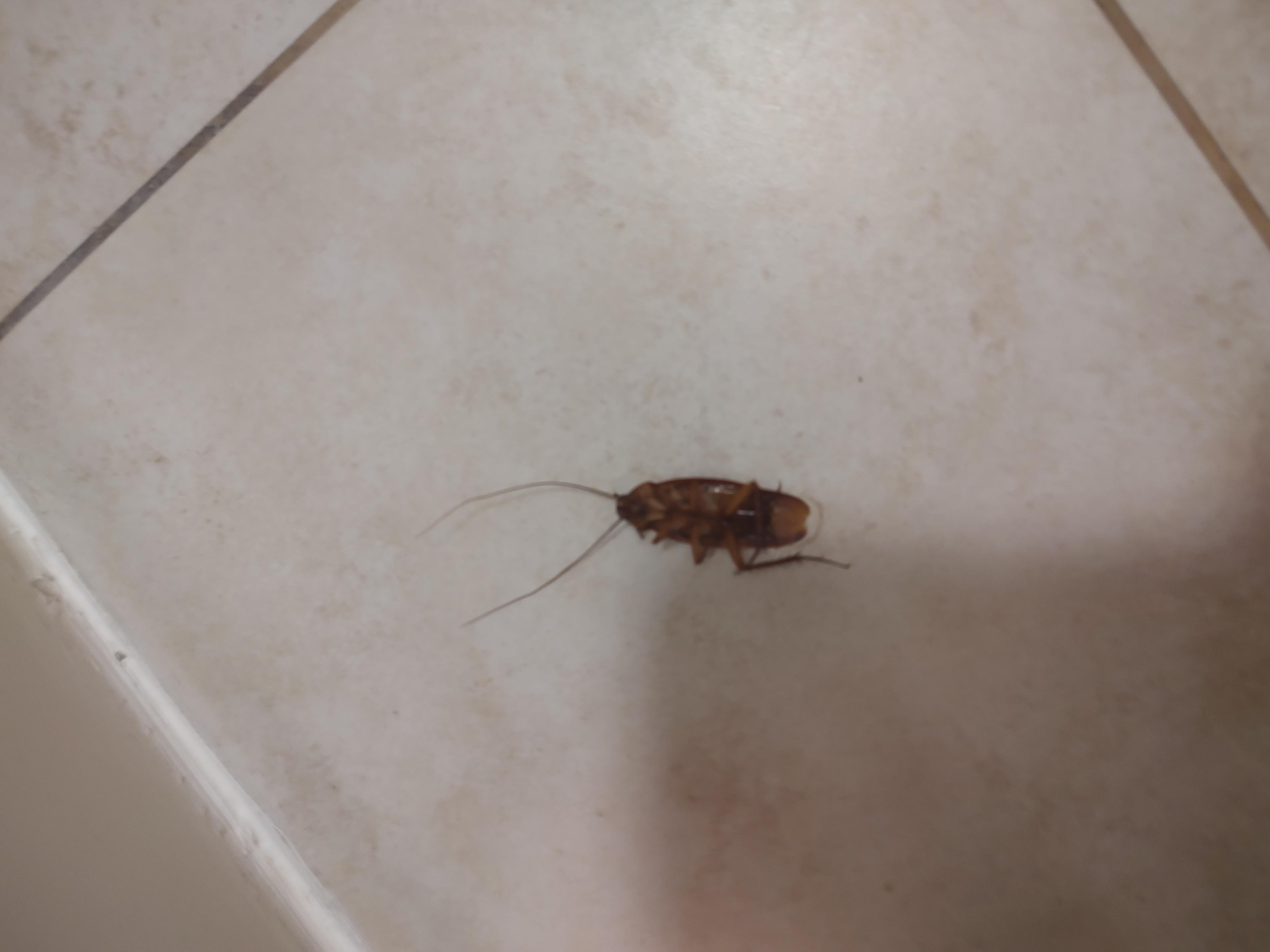 Roach and ants in the bathroom