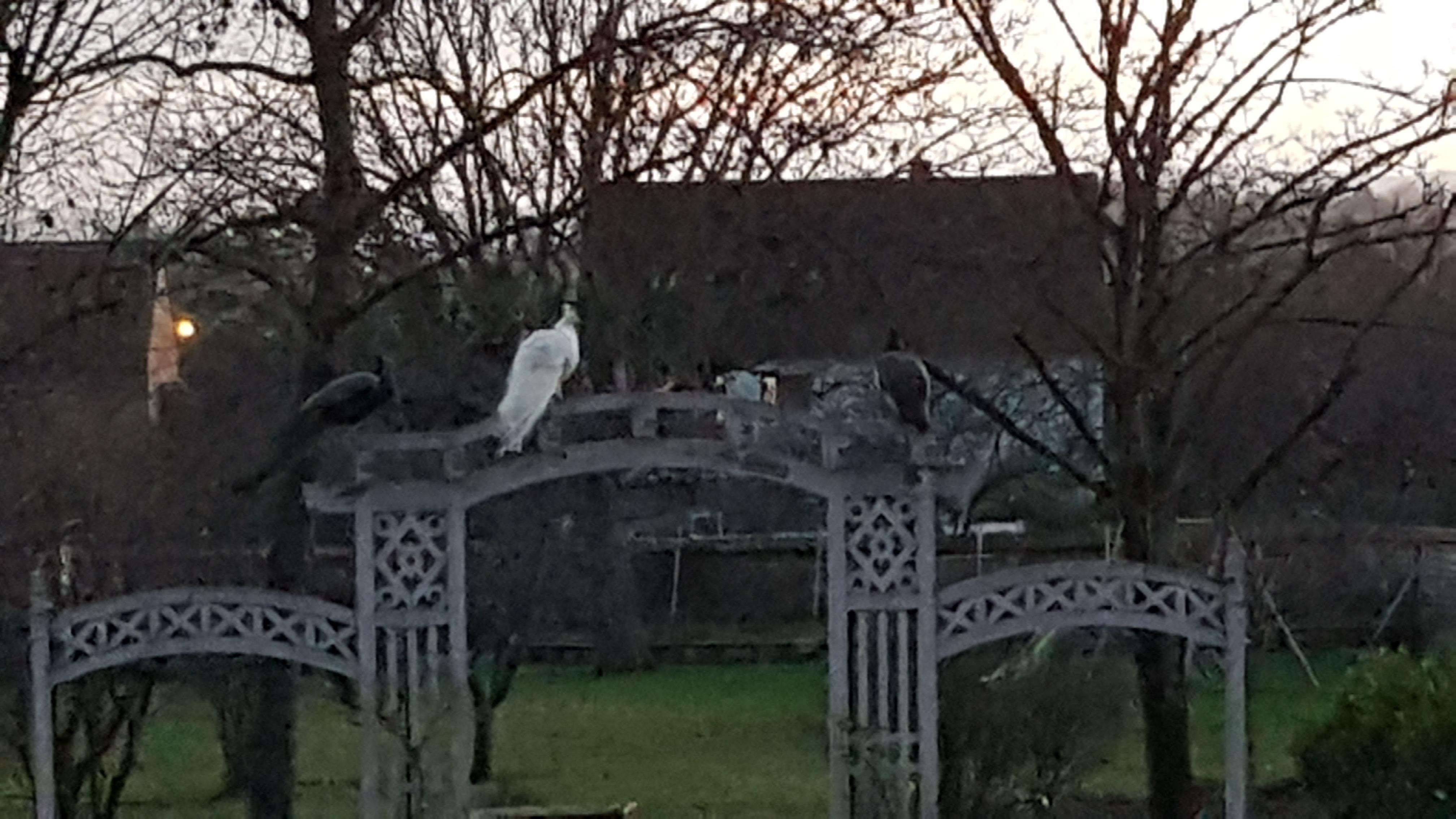 Paons en liberté dans le parc du gite.