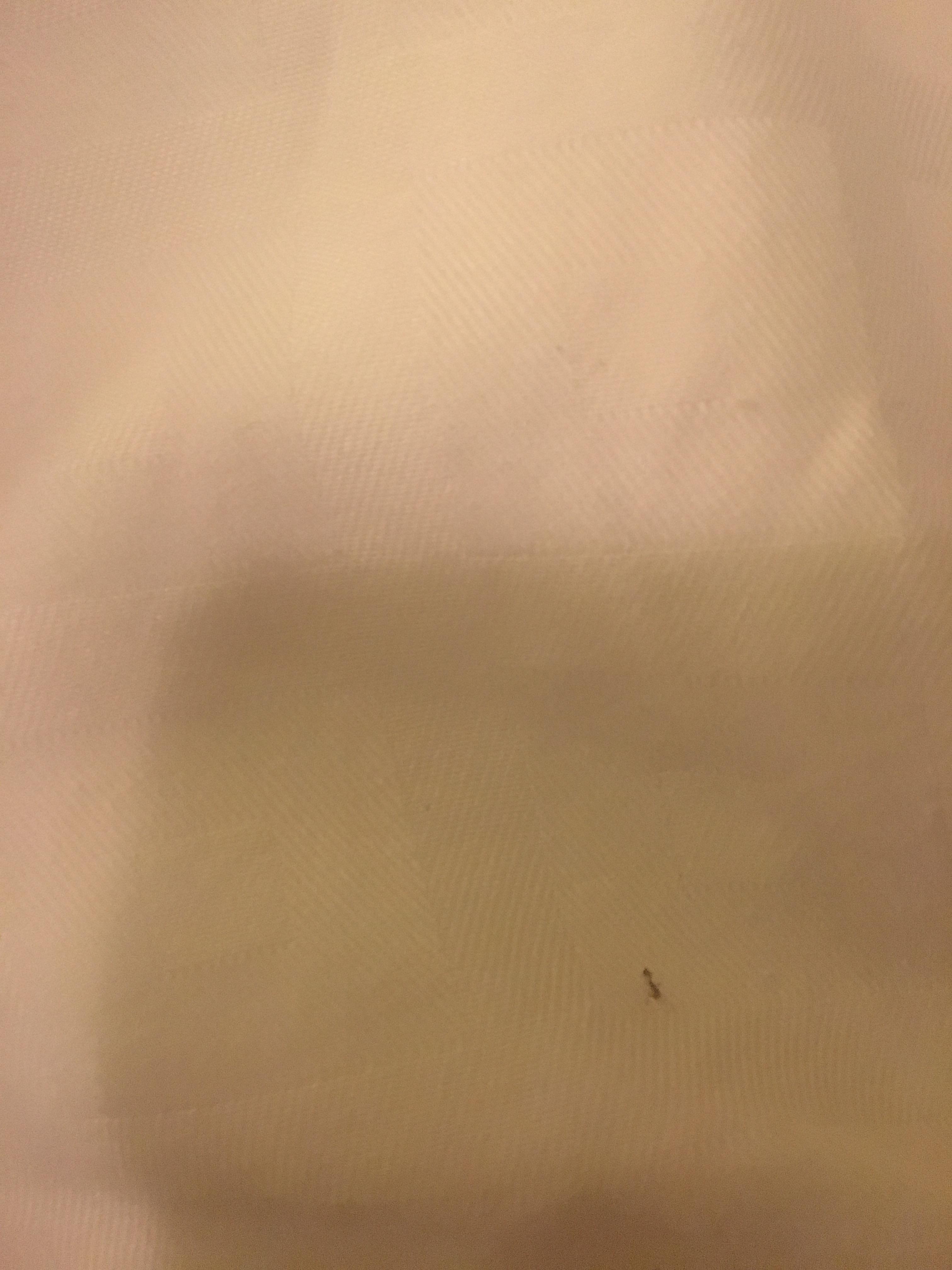 ant