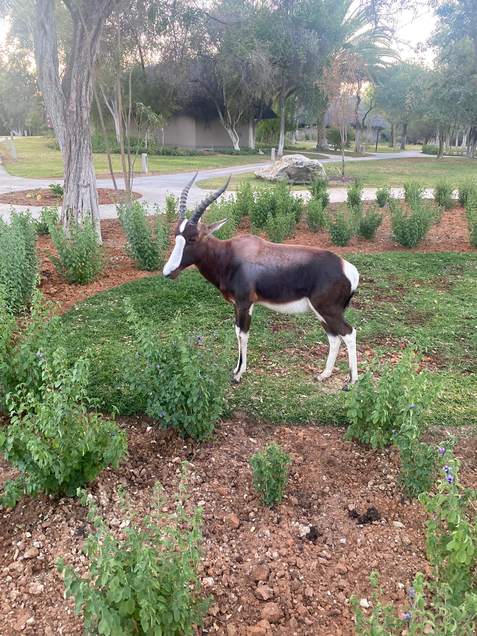 Bontebok in the hotel grounds