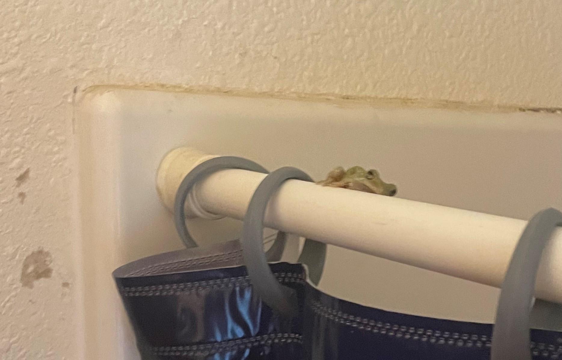 A frog watching you shower