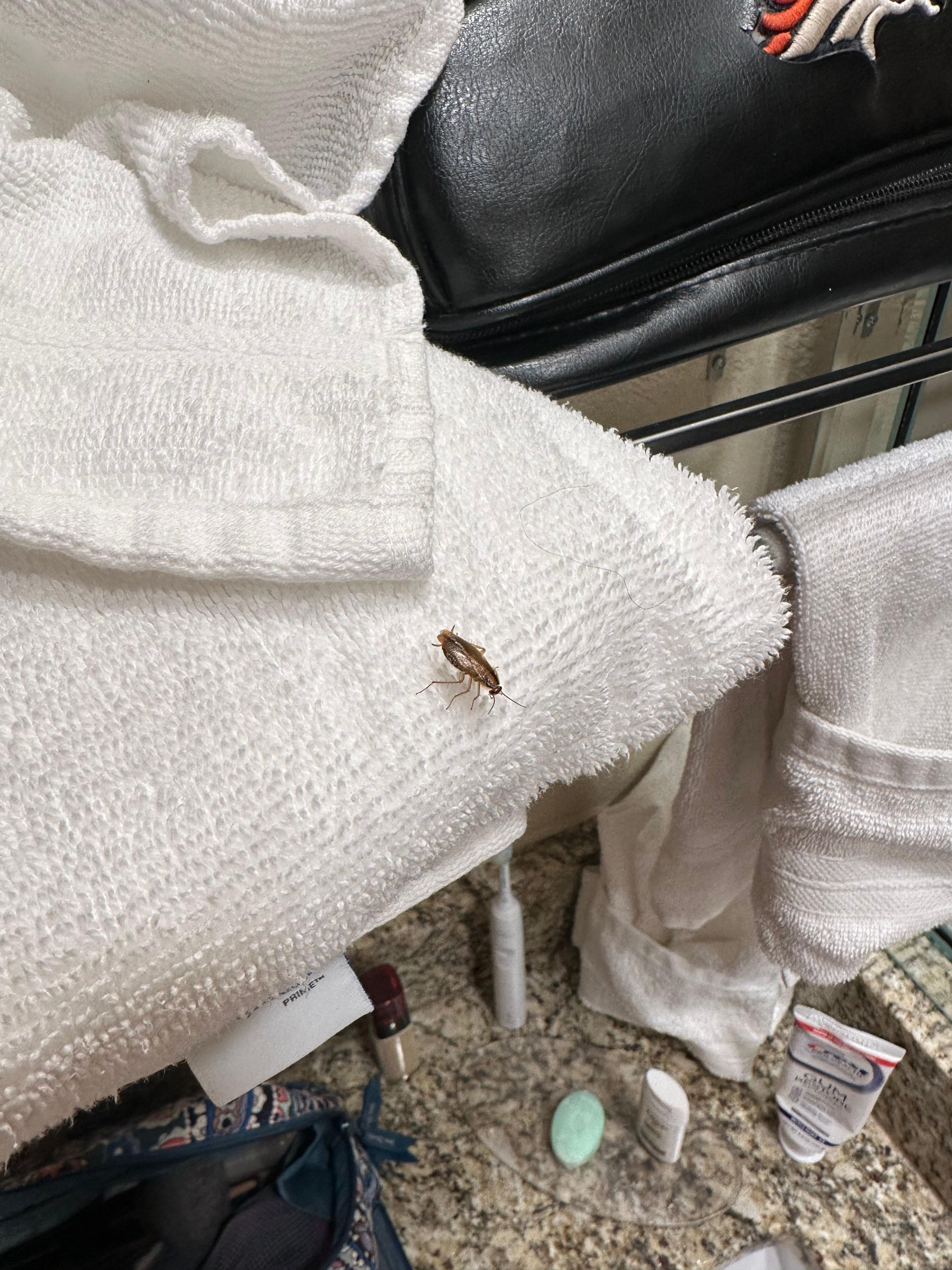 Roach on towel by sink.