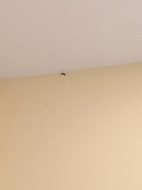 Lizard on the wall