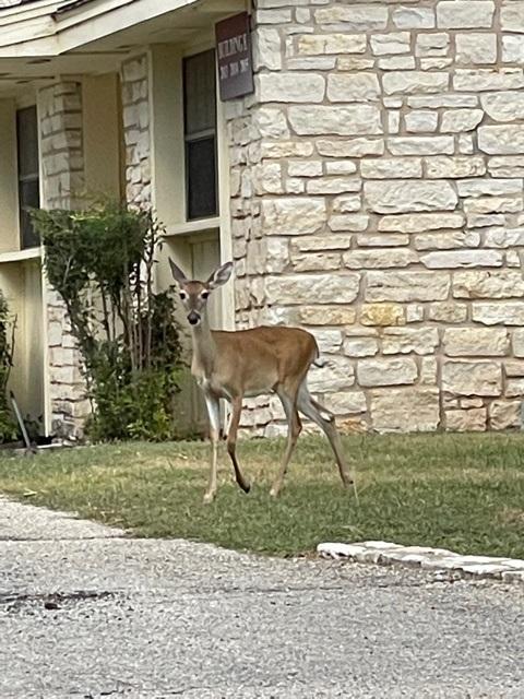 Deer in Austin Texas...