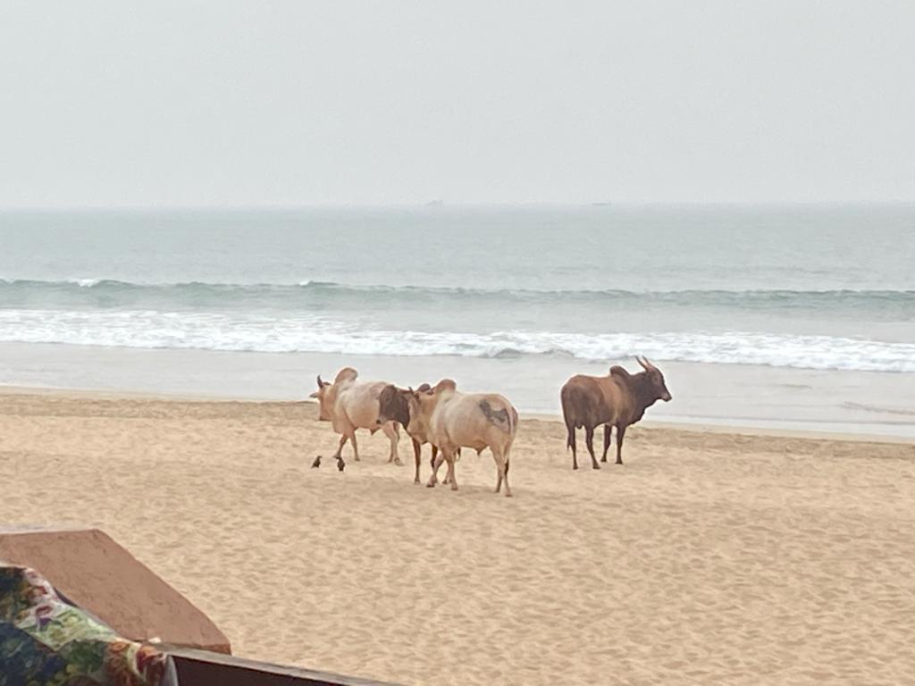 Another picture of cows from the bar/restaurant