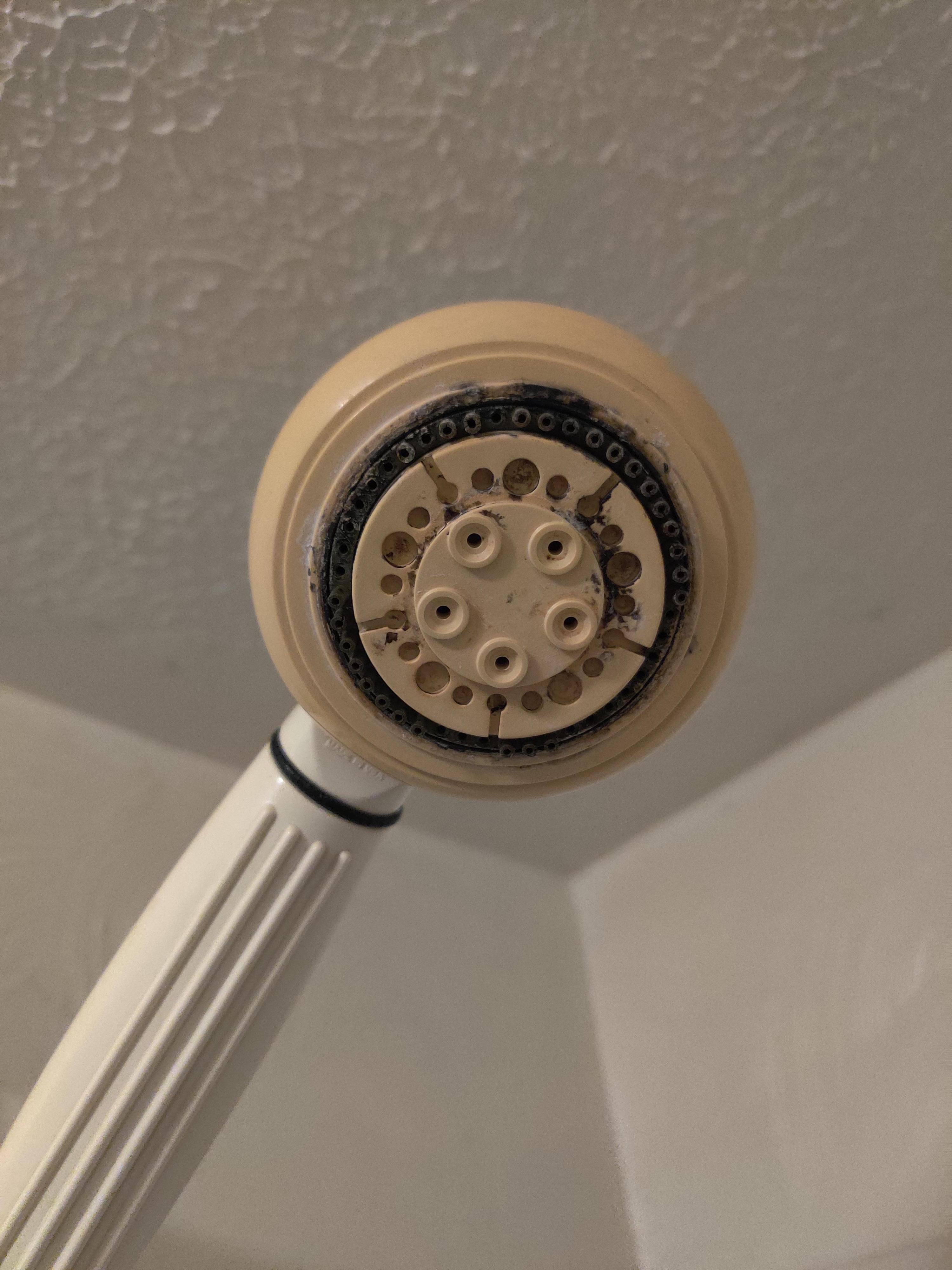 Black mold on shower head